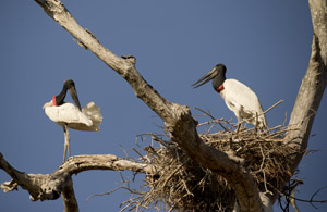 stork